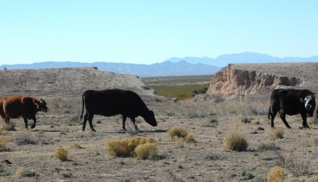 cow2.jpg