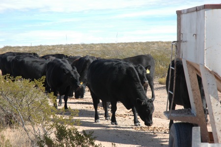 cow3.jpg