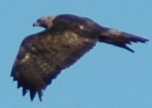 nikon-045.jpg