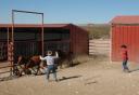 Halter Breakin' Colts