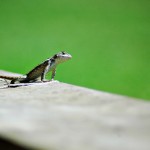 Leapin' Lizard!