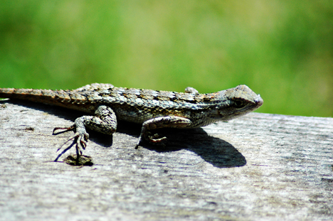 Lizard Licker!