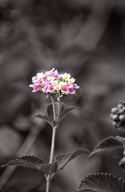 flowers2