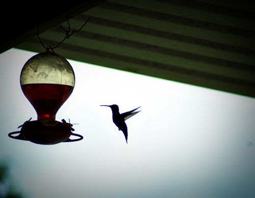 Hummingbird