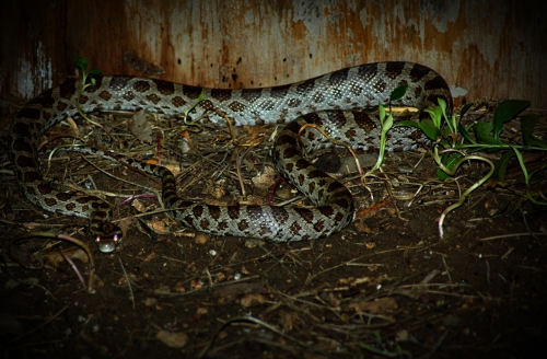 Sneaky Snake