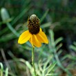 yellow flower yellow flower