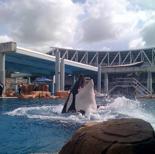 shamu shamu
