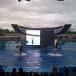 whalesbelieveshow