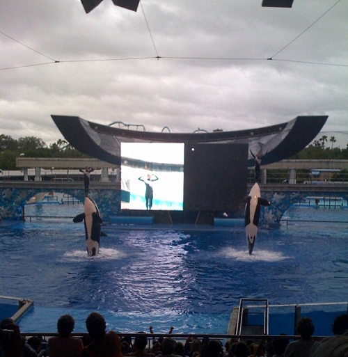 whalesbelieveshow whalesbelieveshow