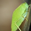 Leaf like Grasshopper