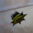 horned spider