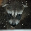 baby raccoon