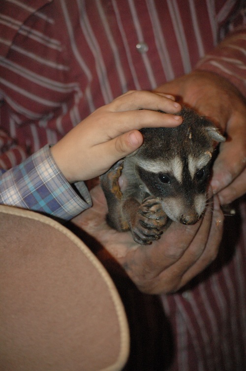 more coons