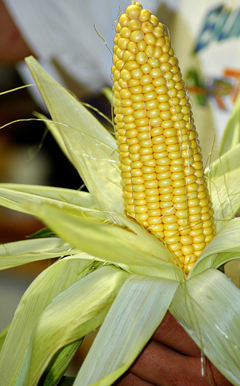 corn-on-cob2
