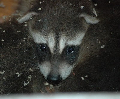 Baby Raccoons in the Barn Wall