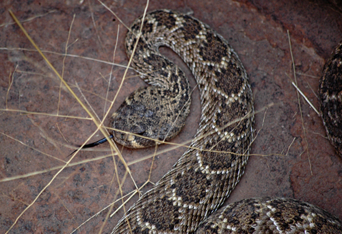 rattlesnake up close