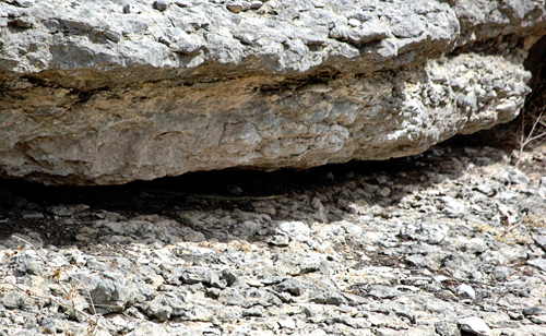 Rattlesnake 
