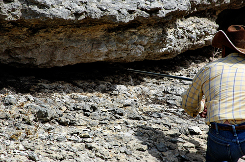 Grabbing rattlesnake