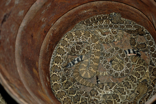 rattlesnakes in barrel