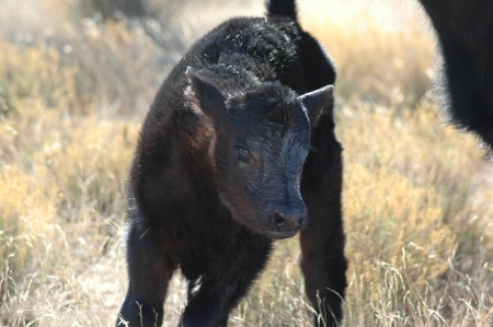 calf1.jpg