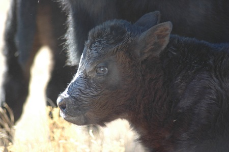 calf2.jpg