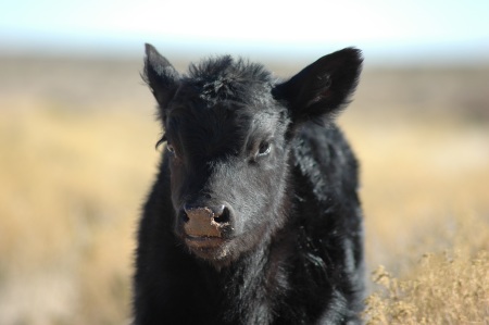 calf3.jpg