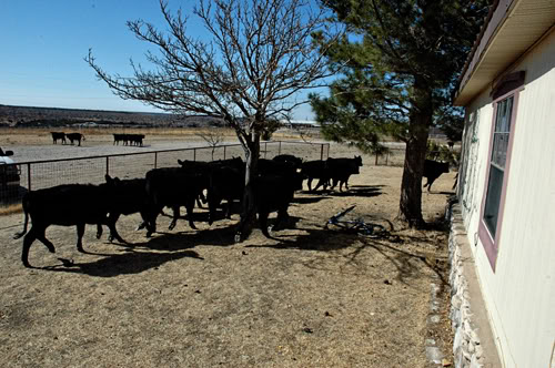 steers in yard