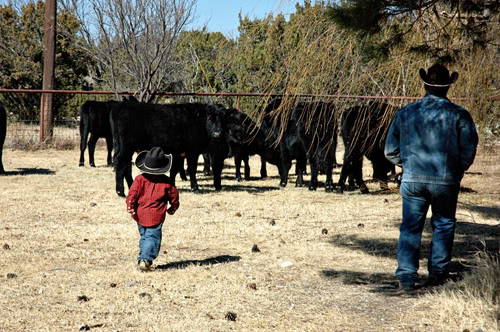 chasing yearlings