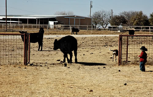 chasing yearlings